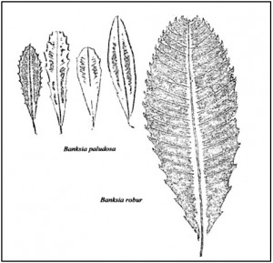 Leaf prints of Banksia paludosa and robur. (From Salkin & Blake, 1974, p. 15.)